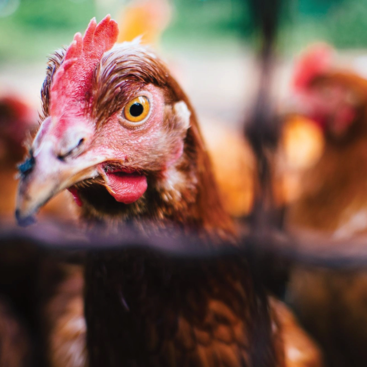 Aviprom, Poultry Farming