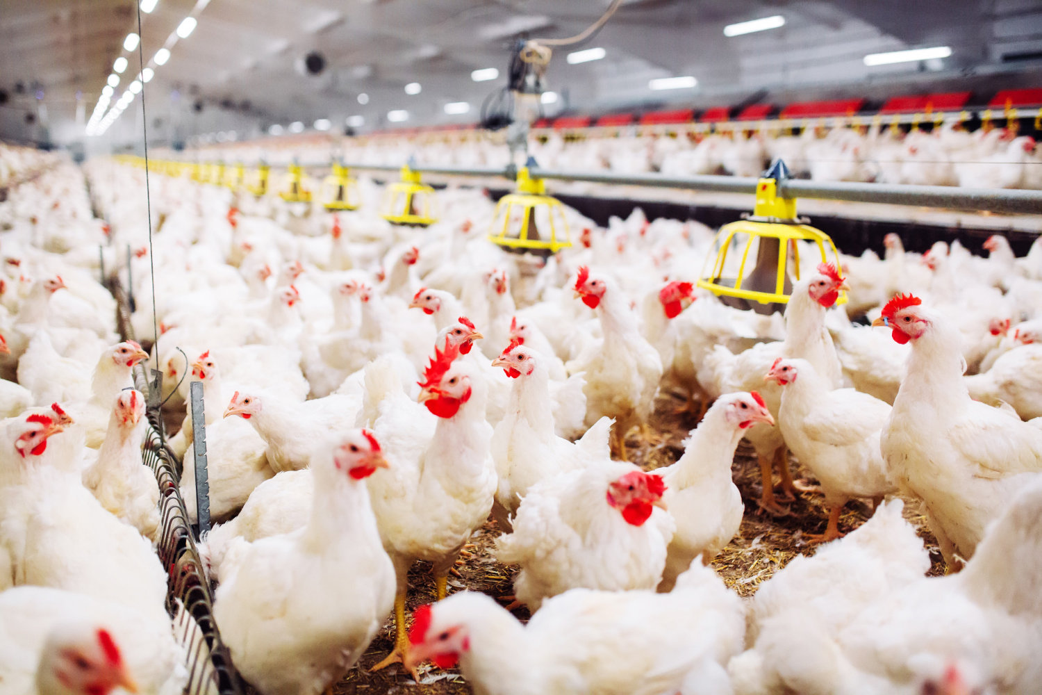 Aviprom, Poultry Farming