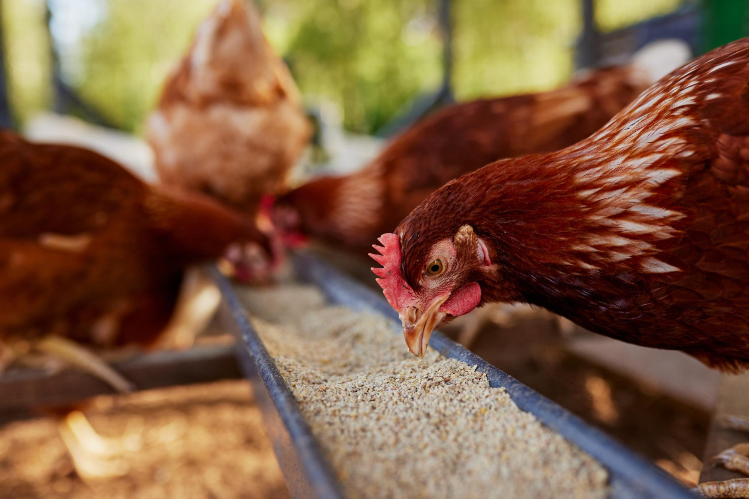 Pantelić, Animal Nutrition