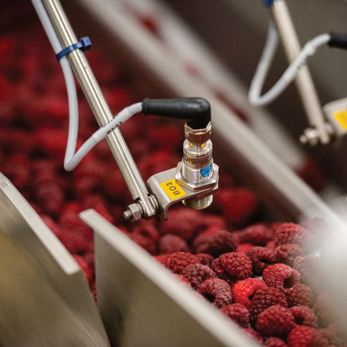 Panberry, Frozen Fruit IQF